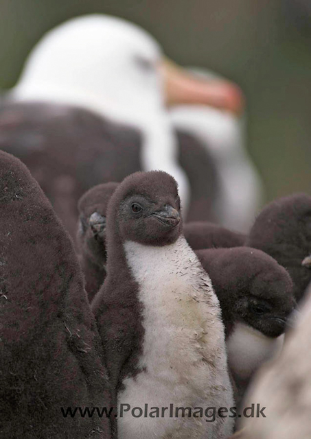 New Island Rockhopper chick PICT5984