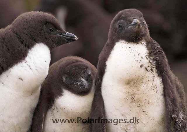 New Island Rockhopper chick PICT5989