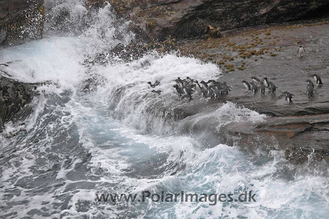 New Island Rockhopper jumping_MG_6665