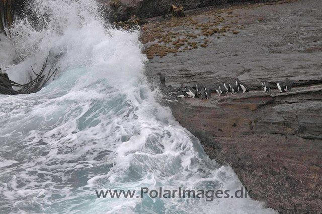 New Island Rockhopper jumping_MG_6669