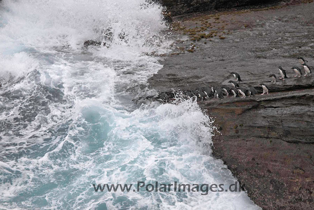 New Island Rockhopper jumping_MG_6686