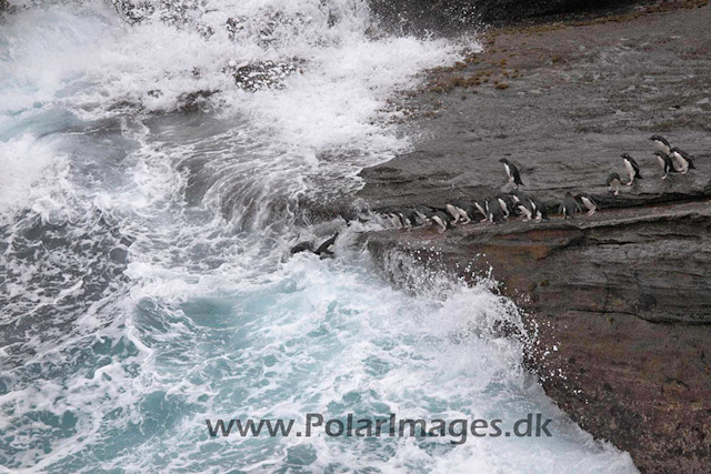 New Island Rockhopper jumping_MG_6687