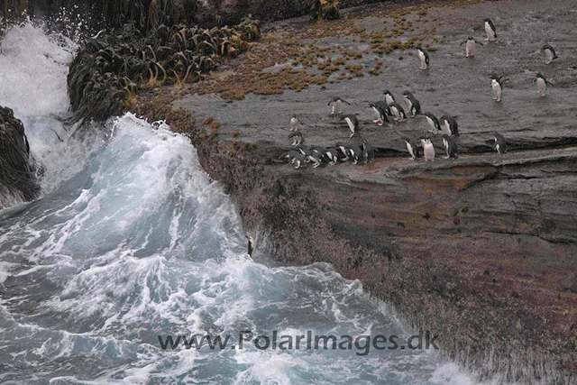 New Island Rockhopper jumping_MG_6695