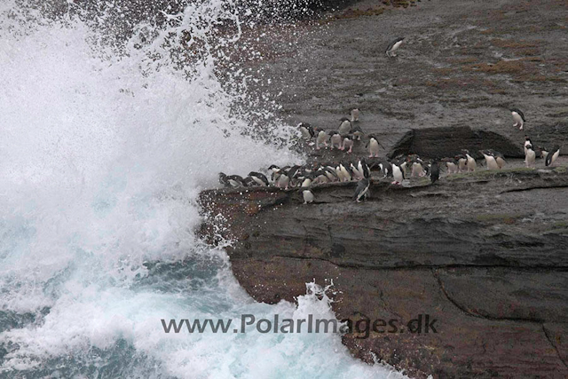 New Island Rockhopper jumping_MG_6703