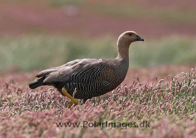 New Island Upland goose PICT6018