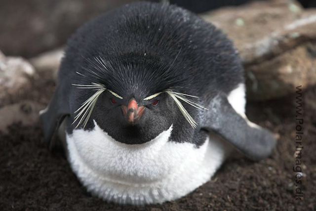 Rockhopper penguin, Falkland Islands_MG_6788