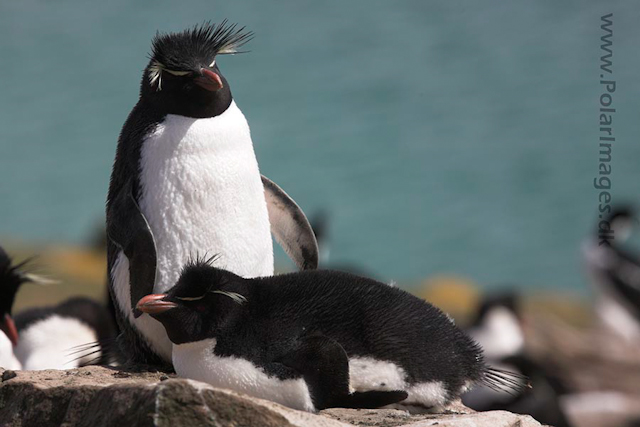 Rockhopper penguin, Falkland Islands_MG_6883