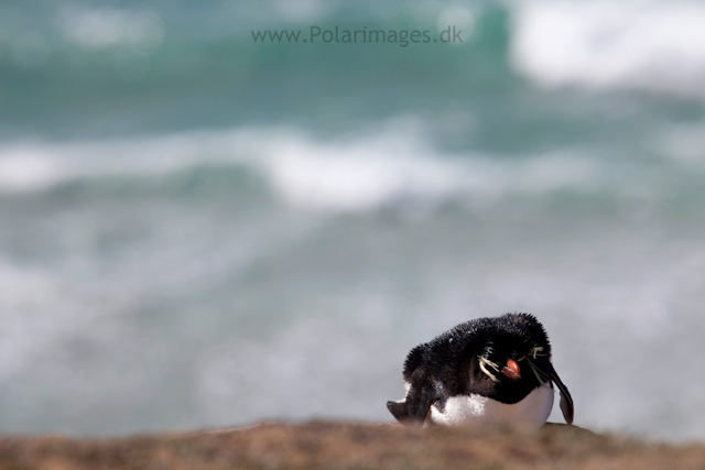 Rockhopper penguin, Saunders Island_MG_9123
