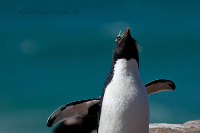 Rockhopper penguin, Saunders Island_MG_9130