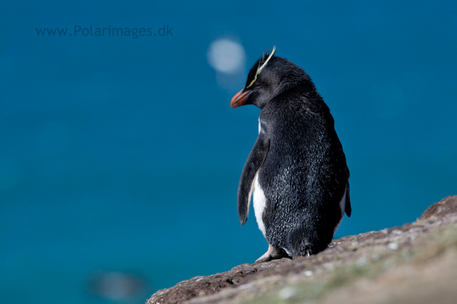Rockhopper penguin, Saunders Island_MG_9146