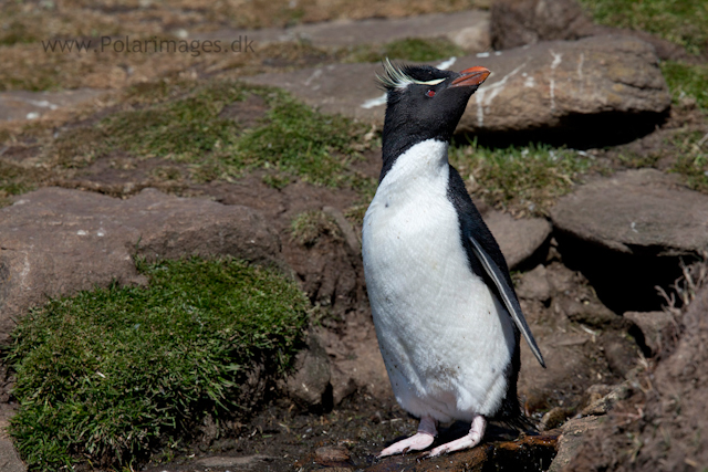 Rockhopper penguin, Saunders Island_MG_9159