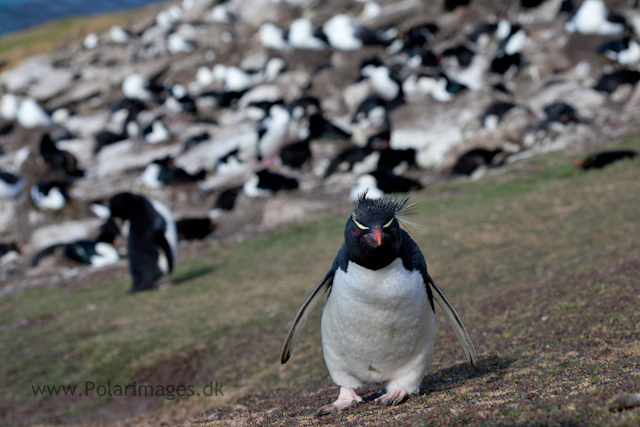Rockhopper penguin, Saunders Island_MG_9230