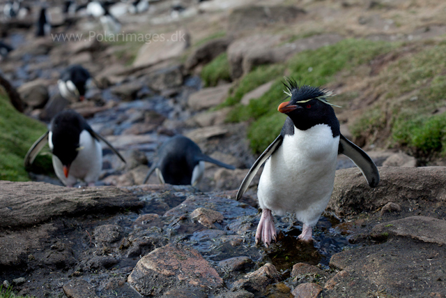 Rockhopper penguin, Saunders Island_MG_9239