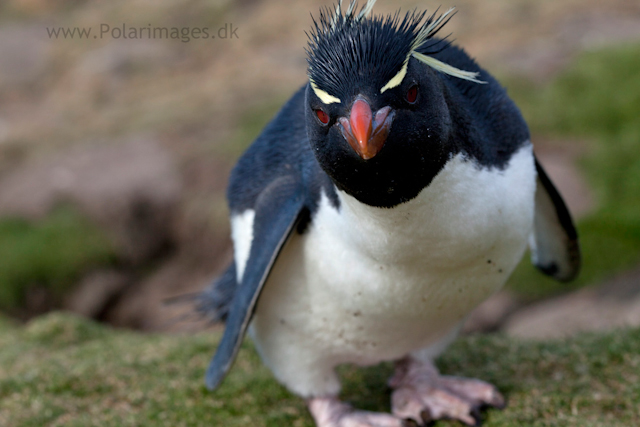 Rockhopper penguin, Saunders Island_MG_9251