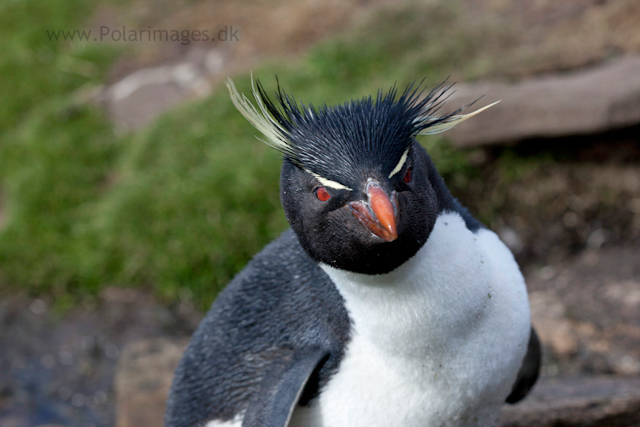 Rockhopper penguin, Saunders Island_MG_9271