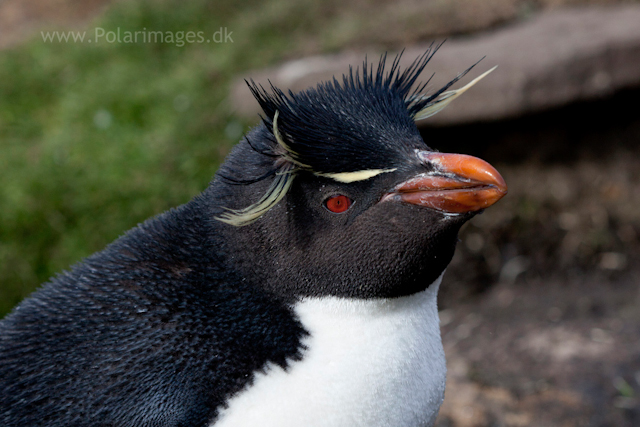 Rockhopper penguin, Saunders Island_MG_9272