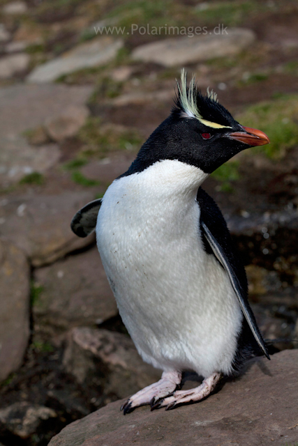 Rockhopper penguin, Saunders Island_MG_9303
