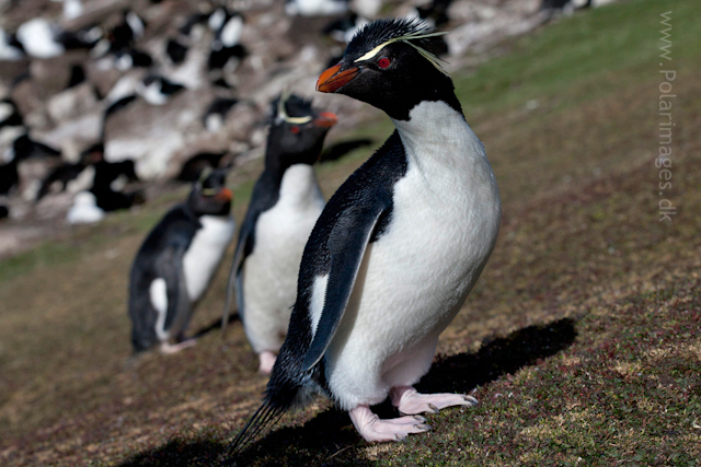 Rockhopper penguins, Saunders Island_MG_9216