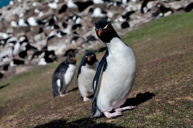 Rockhopper penguins, Saunders Island_MG_9217