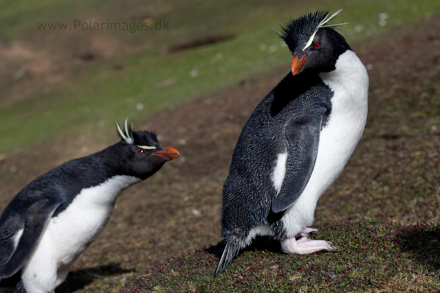 Rockhopper penguins, Saunders Island_MG_9225