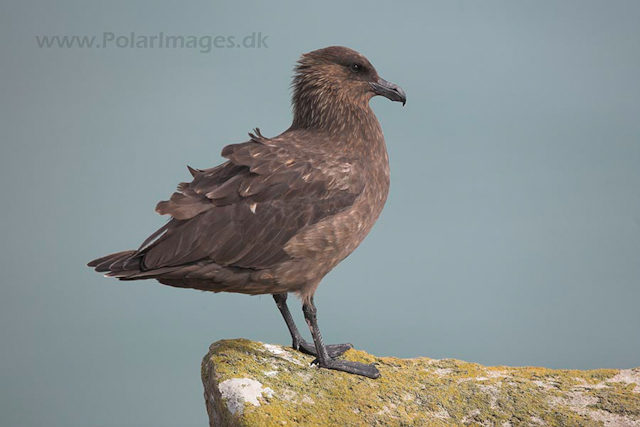 Skua, Falkland Islands_MG_6818