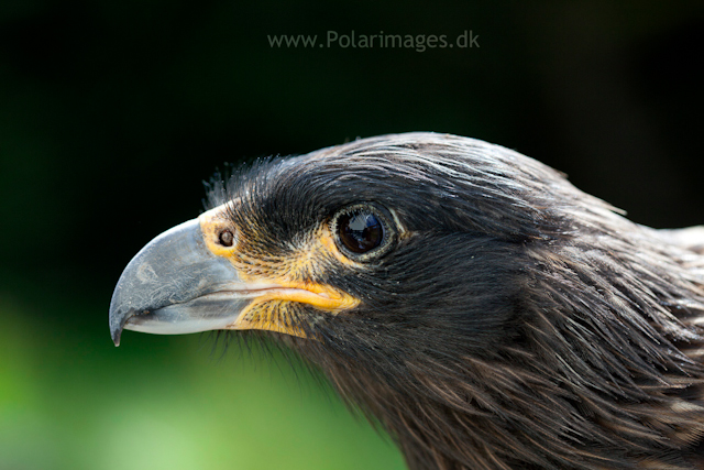 Striated caracara, Carcass Island_MG_2573