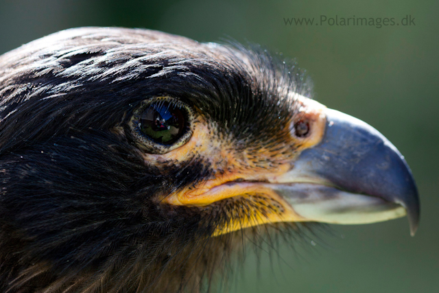 Striated caracara, Carcass Island_MG_2598