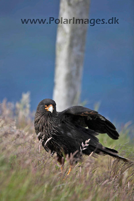 Striated caracara_MG_6860