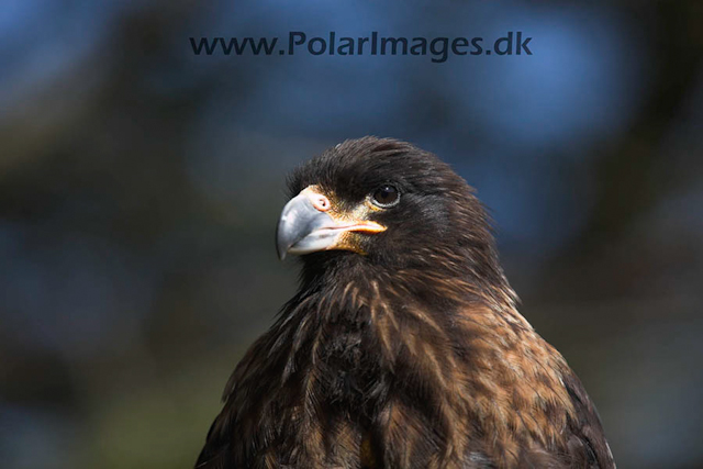 Striated caracara_MG_6972