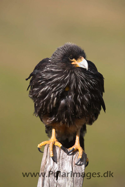 Striated caracara_MG_7002