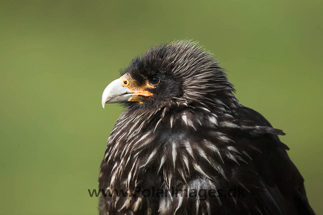 Striated caracara_MG_7021