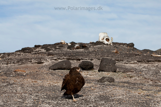 Striated caracara, Saunders Island_MG_9334