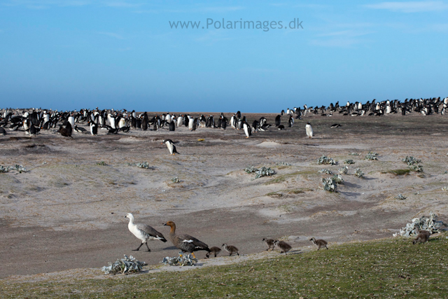 Upland geese and Gentoos, Saunders Island_MG_9319