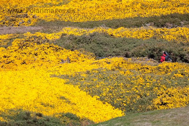 Carcass Island_MG_0176