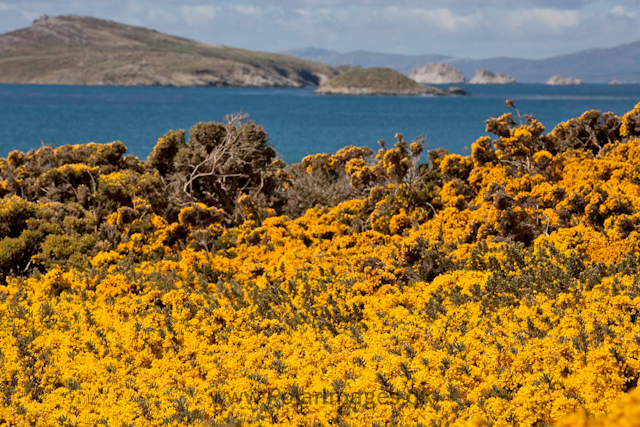 Carcass Island_MG_0188