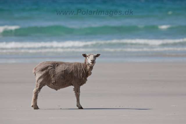 Falkland Island Sheep_MG_5384