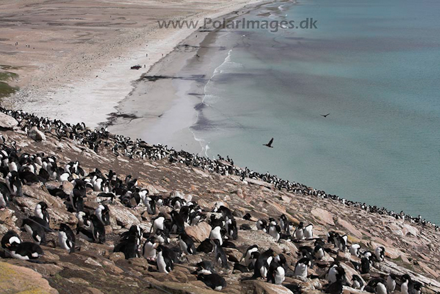 Rockhopper penguins, Falkland Islands_MG_6904