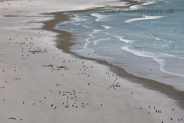 Saunders Island_MG_5445