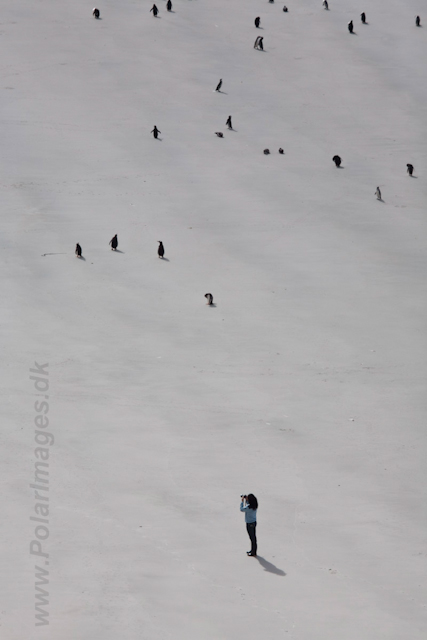 Saunders Island_MG_5470