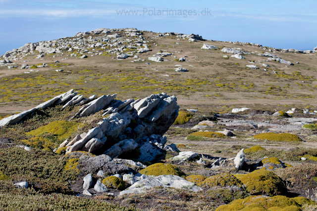 West Point Island_MG_2678