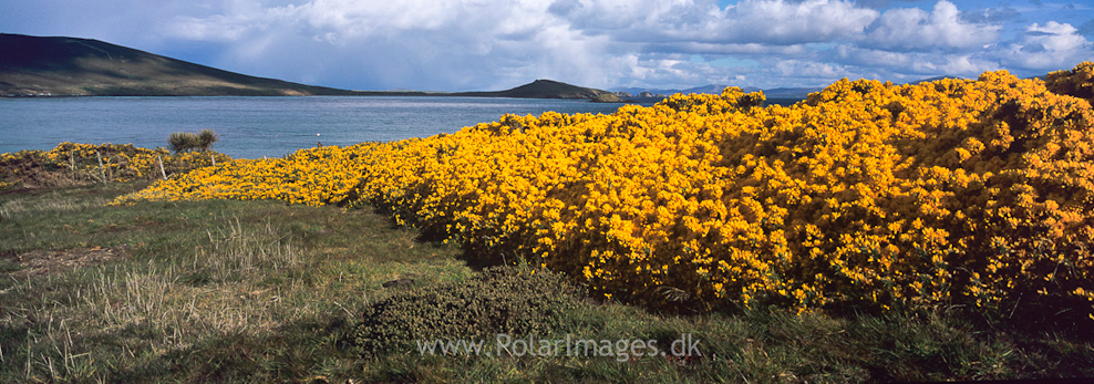 Carcass Island