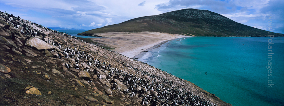 Saunders Island (2)