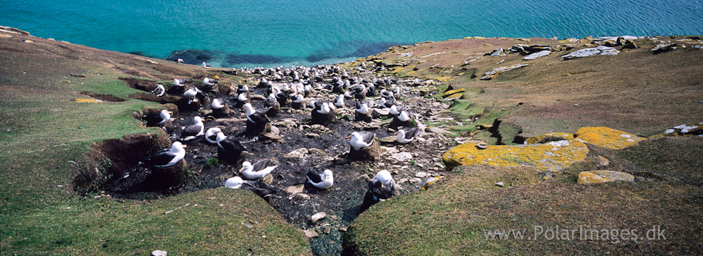 Saunders Island (3)