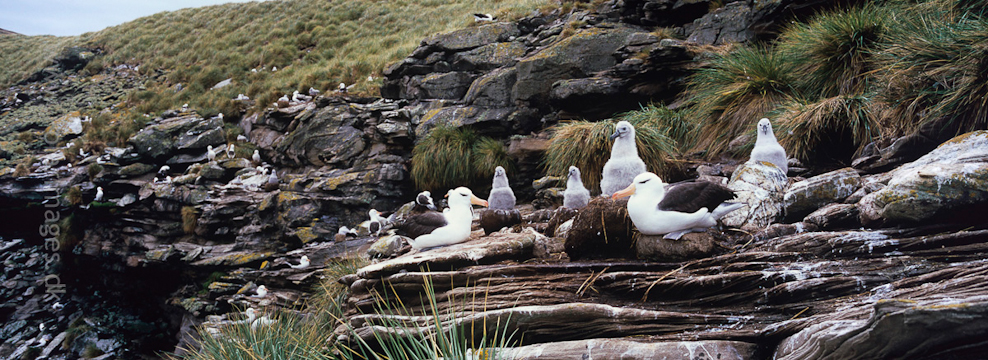 West Point Island (3)