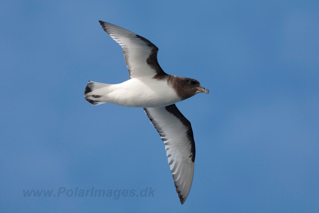 Antarctic Petrel_MG_5281