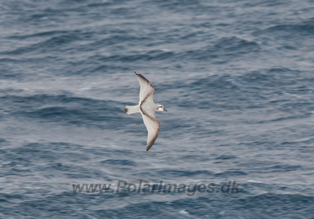 Antarctic Prion_MG_2111