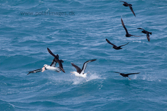 Bird feeding frenzy on Orca kill, West Cumberland Bay, South Georgia_MG_1468