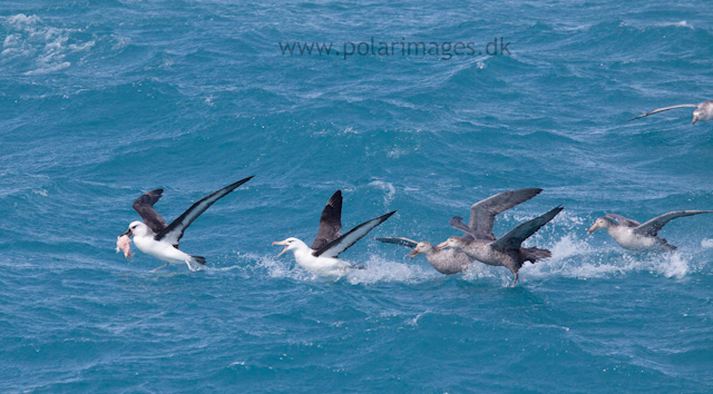 Bird feeding frenzy on Orca kill, West Cumberland Bay, South Georgia_MG_1473