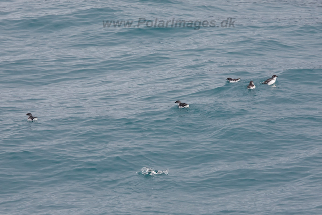 Diving Petrel, South Georgia_MG_1200