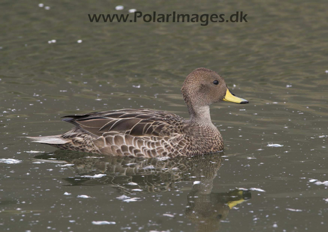 Fortuna Bay SG South Georga Pintail PICT6719